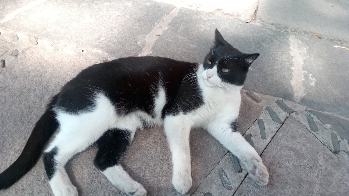 La historia del gato que busca la protección en la Virgen María