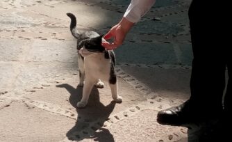 La historia del gato que busca la 'protección' en la Virgen María