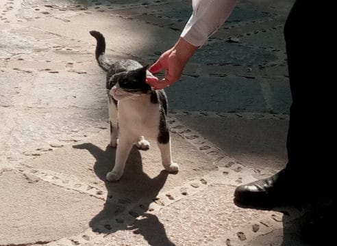 La historia del gato que busca la 'protección' en la Virgen María