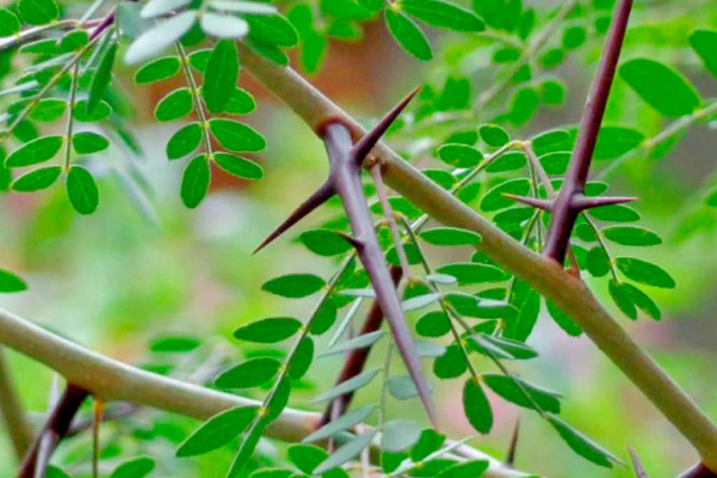 El árbol que da cruces y espinas. Foto Especial