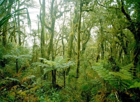 El compromiso profético de la Iglesia: Hacia una ecología integral