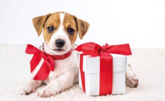 Pedir una mascota a los Reyes Magos ¿una buena idea?