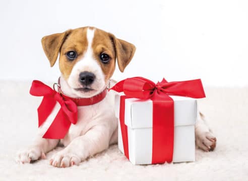 Pedir una mascota a los Reyes Magos ¿una buena idea?