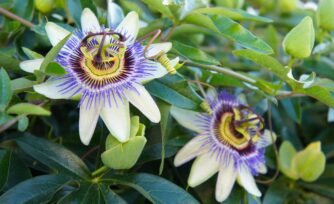 Semana Santa, ¿cuáles son las flores y colores relacionados con ella?