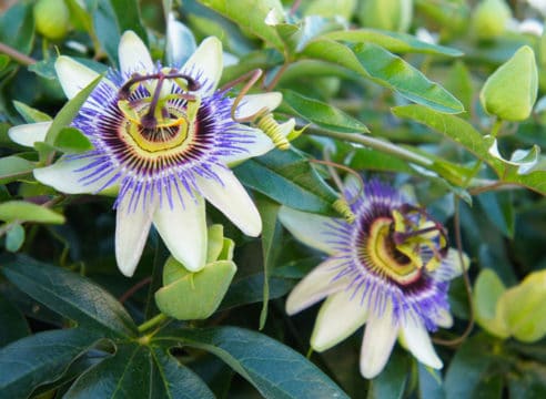 Semana Santa, ¿cuáles son las flores y colores relacionados con ella?