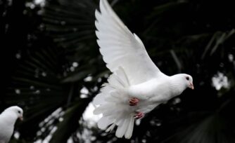 Del mensaje del Santo Padre con ocasión de la LVI Jornada Mundial de la paz