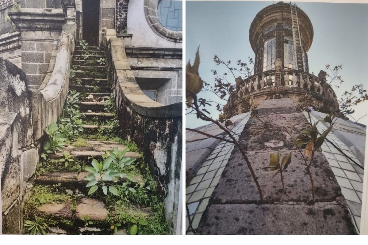 Parte de la flora nociva que había en Catedral. Lamentablemente las plantas pueden ser muy 'agradables a la vista', pero dañan severamente los edificios. Fotografías expuestas en Catedral.