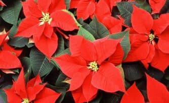 Nochebuena, la flor mexicana que adorna la navidad en el mundo