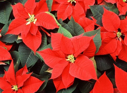 Nochebuena, la flor mexicana que adorna la navidad en el mundo